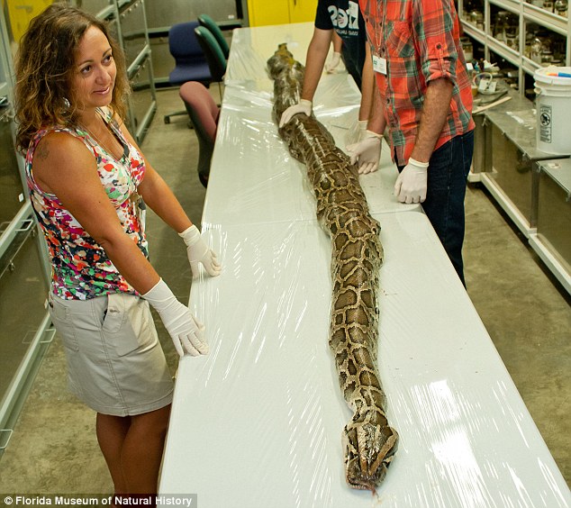 Trăn[-]khổng[-]lồ[-]dài[-]hơn[-]5m[-]nặng[-]74,6[-]kg.